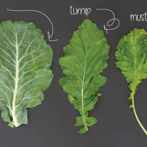 Greens
